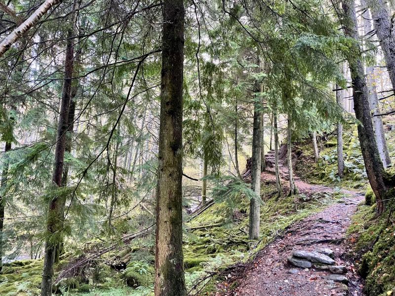 Hafod forest